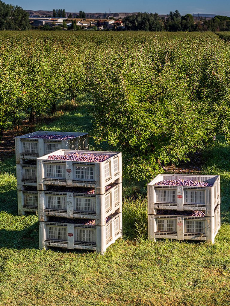 Cajas fruta deshidratada