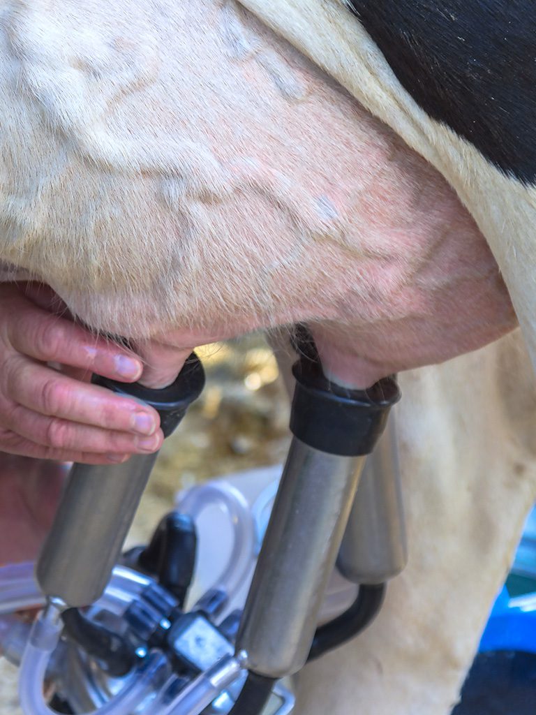 leche-cruda-granel-02