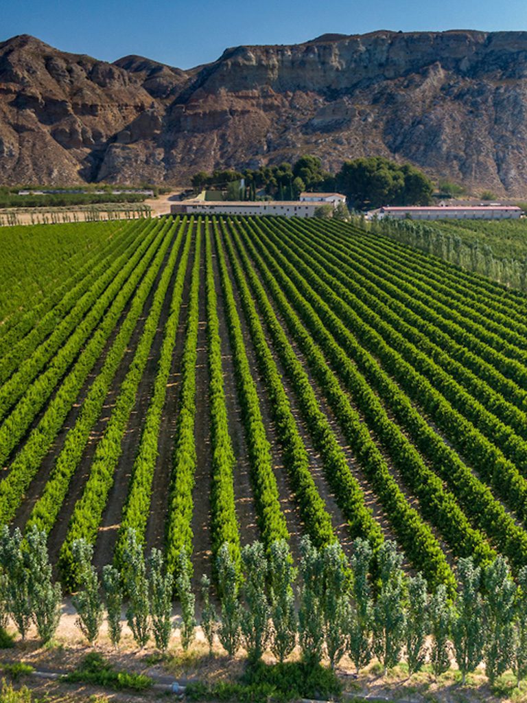 Transformados de fruta somos fabricantes