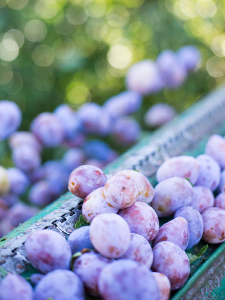Recogida de fruta para deshidratar Originia Foods