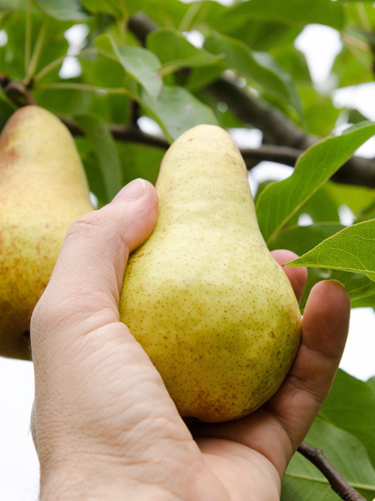 Transformados de fruta producto
