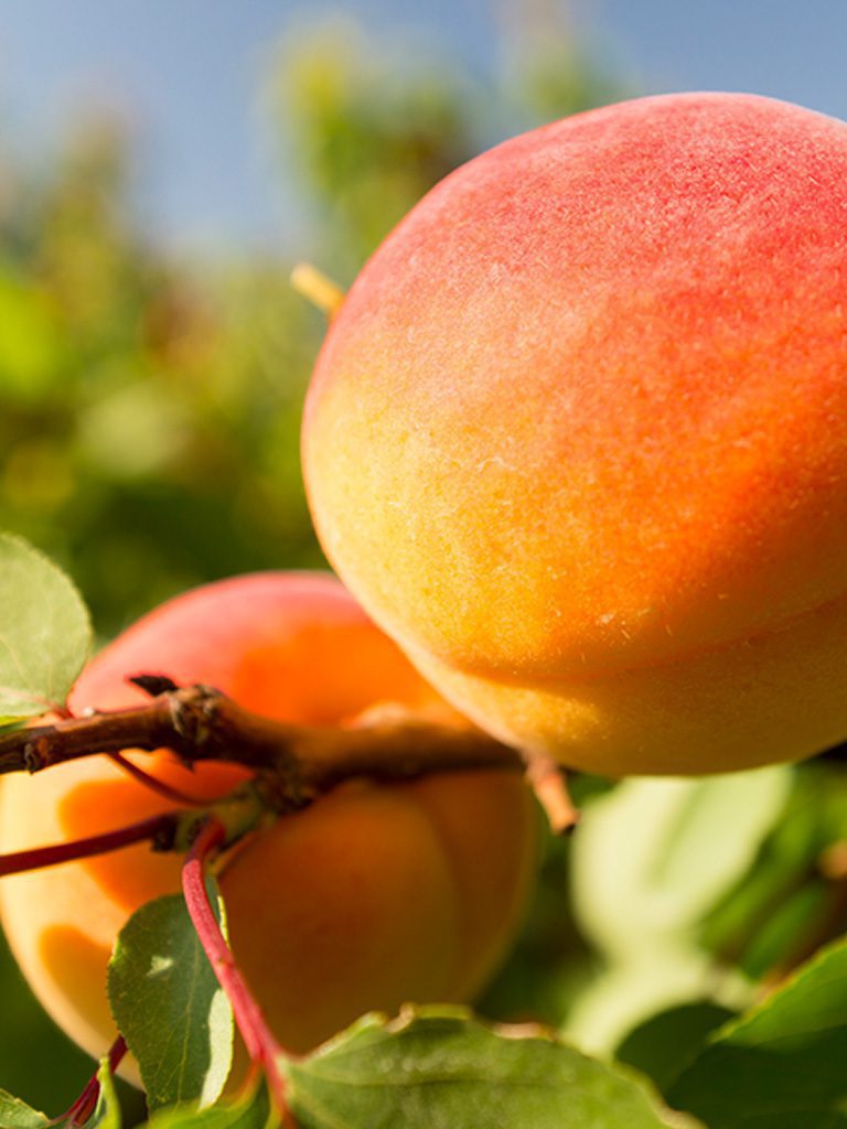 Transformados de frutas producto natural